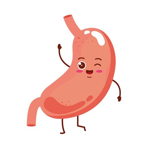 abdomen cartoon|free clip art stomach.